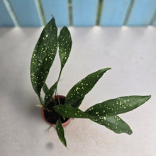 Load image into Gallery viewer, #H84 Aspidistra 'Milky Way'