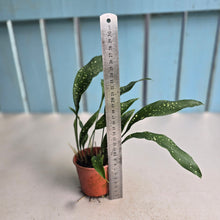 Load image into Gallery viewer, #H84 Aspidistra 'Milky Way'