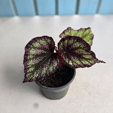 Load image into Gallery viewer, #B73 Begonia Unknown