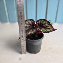 Load image into Gallery viewer, #B73 Begonia Unknown