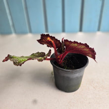 Load image into Gallery viewer, #B73 Begonia Unknown