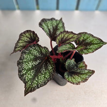 Load image into Gallery viewer, #N23 Begonia Unknown