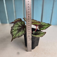 Load image into Gallery viewer, #N23 Begonia Unknown