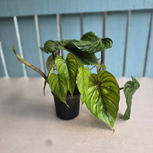 Load image into Gallery viewer, #26 Two x Philodendron Plowmanii