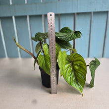 Load image into Gallery viewer, #26 Two x Philodendron Plowmanii