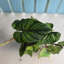 Load image into Gallery viewer, #26 Two x Philodendron Plowmanii