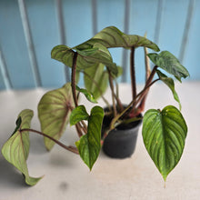 Load image into Gallery viewer, #26 Two x Philodendron Plowmanii