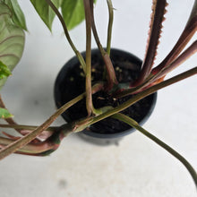 Load image into Gallery viewer, #26 Two x Philodendron Plowmanii