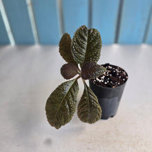 Load image into Gallery viewer, #54 Nautilocalyx Bullatus