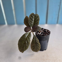 Load image into Gallery viewer, #54 Nautilocalyx Bullatus