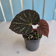 Load image into Gallery viewer, #992 Begonia Unknown