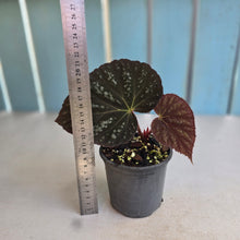 Load image into Gallery viewer, #992 Begonia Unknown