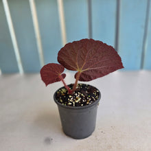 Load image into Gallery viewer, #992 Begonia Unknown