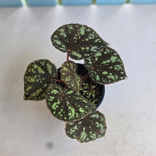 Load image into Gallery viewer, #RD15 Begonia Nigritarum