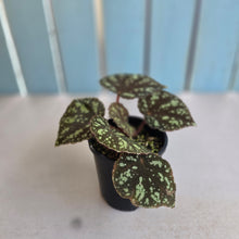 Load image into Gallery viewer, #RD15 Begonia Nigritarum