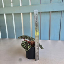 Load image into Gallery viewer, #RD15 Begonia Nigritarum