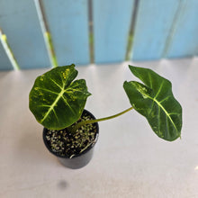 Load image into Gallery viewer, #R38 Alocasia Frydek Dorayaki Aurea - Round Form
