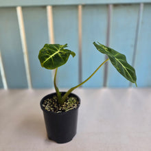 Load image into Gallery viewer, #R38 Alocasia Frydek Dorayaki Aurea - Round Form