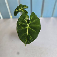 Load image into Gallery viewer, #R38 Alocasia Frydek Dorayaki Aurea - Round Form