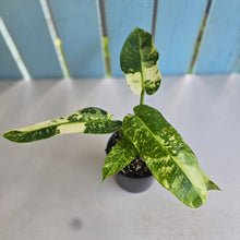 Load image into Gallery viewer, #R168 Philodendron Jose Buono