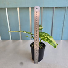 Load image into Gallery viewer, #R168 Philodendron Jose Buono