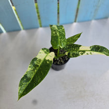 Load image into Gallery viewer, #R168 Philodendron Jose Buono