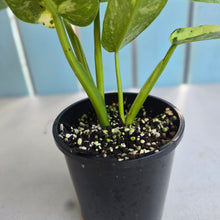 Load image into Gallery viewer, #R168 Philodendron Jose Buono