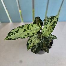 Load image into Gallery viewer, #R55 Two x Headed Aglaonema Pictum Tricolor