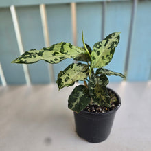 Load image into Gallery viewer, #R55 Two x Headed Aglaonema Pictum Tricolor
