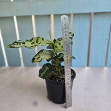 Load image into Gallery viewer, #R55 Two x Headed Aglaonema Pictum Tricolor