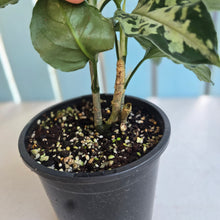 Load image into Gallery viewer, #R55 Two x Headed Aglaonema Pictum Tricolor