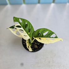 Load image into Gallery viewer, #R12 Variegated Monstera Adansonii - Half/Half Variegation