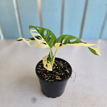 Load image into Gallery viewer, #R12 Variegated Monstera Adansonii - Half/Half Variegation