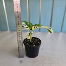 Load image into Gallery viewer, #R12 Variegated Monstera Adansonii - Half/Half Variegation