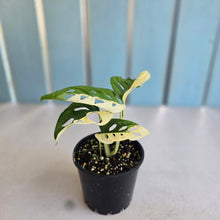 Load image into Gallery viewer, #R12 Variegated Monstera Adansonii - Half/Half Variegation