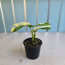 Load image into Gallery viewer, #R12 Variegated Monstera Adansonii - Half/Half Variegation