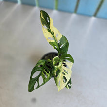 Load image into Gallery viewer, #R245 Variegated Monstera Adansonii