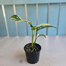 Load image into Gallery viewer, #R245 Variegated Monstera Adansonii