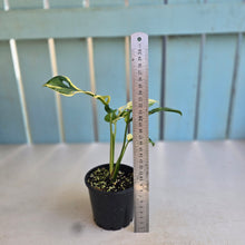Load image into Gallery viewer, #R245 Variegated Monstera Adansonii