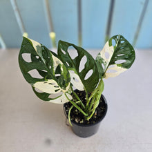 Load image into Gallery viewer, #R7 Variegated Monstera Adansonii