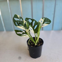 Load image into Gallery viewer, #R7 Variegated Monstera Adansonii