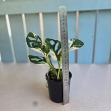 Load image into Gallery viewer, #R7 Variegated Monstera Adansonii