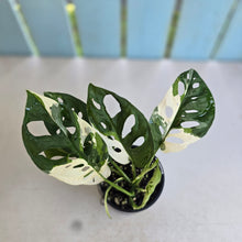Load image into Gallery viewer, #R7 Variegated Monstera Adansonii