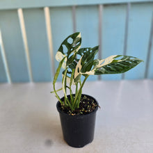 Load image into Gallery viewer, #R7 Variegated Monstera Adansonii