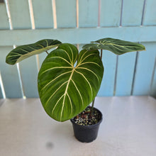 Load image into Gallery viewer, #D455 Philodendron Gloriosum