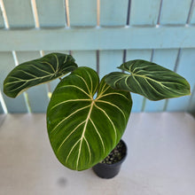 Load image into Gallery viewer, #D455 Philodendron Gloriosum