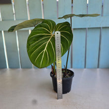 Load image into Gallery viewer, #D455 Philodendron Gloriosum