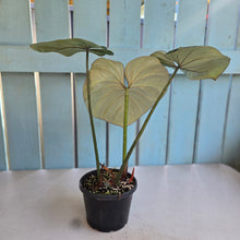 Load image into Gallery viewer, #D455 Philodendron Gloriosum