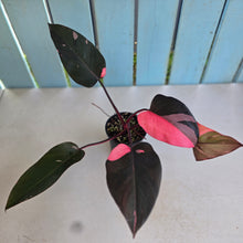 Load image into Gallery viewer, #R68 Philodendron Pink Princess