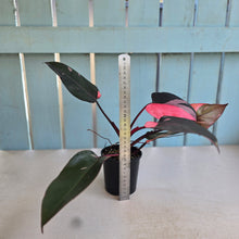 Load image into Gallery viewer, #R68 Philodendron Pink Princess